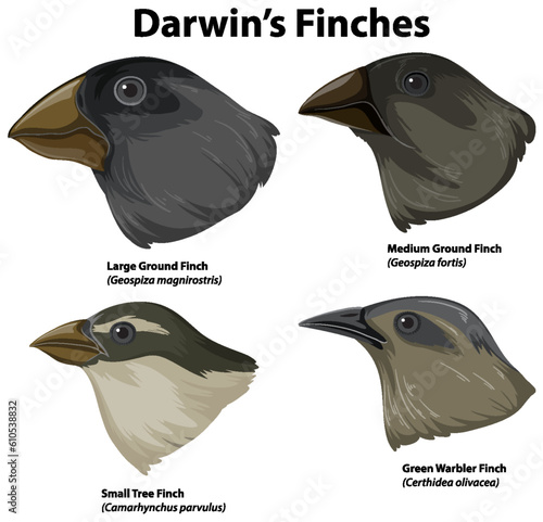 Schilderij op canvas Set of mix finches bird