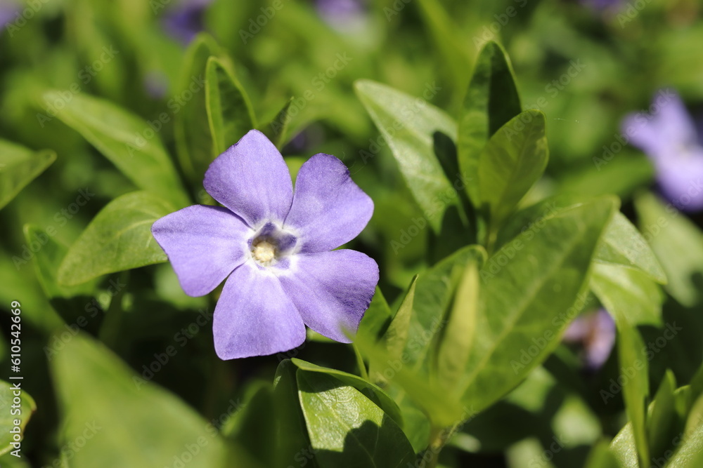Vinca minor, single blue periwinkle flower Vinca minor, single blue periwinkle flower