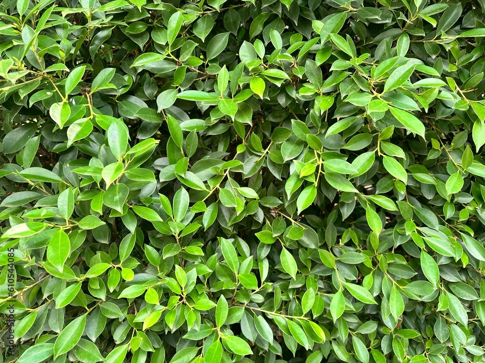 green leaves background green leaves background