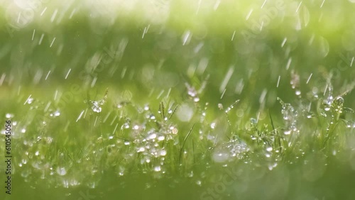Closeup of rain droplets falling down on green grass in summer