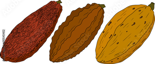 Cocoa, chocolate beans hand drawn colored vector illustration is sketch style. Organic healthy food. 