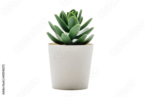 Single cactus in a pot PNG image.Cactus in a pot PNG.cactus in a pot transparent.Cactus potted decoration home office transparent.