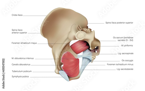 The structure of the muscles and ligaments of the pelvis and coccyx. 3D illustration