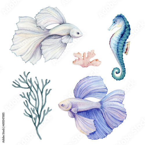 Watercolor Beta fish, seahorse, seaweed and shell. Hand drawn illustration on a white background. © ElenaMedvedeva