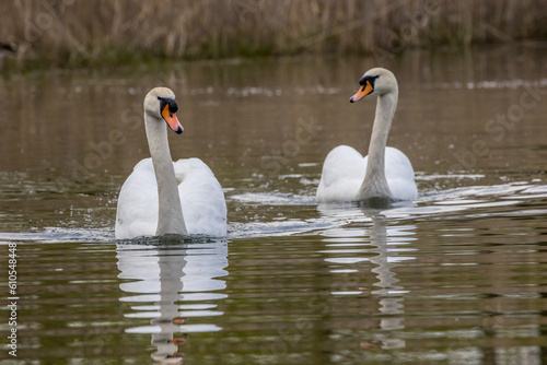 A beautiful white swan couple swimming in a little lake not far away from Frankfurt at a warm day in spring.