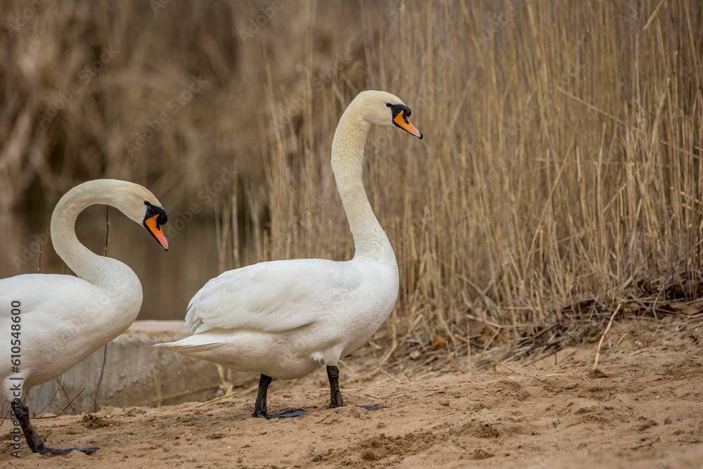 Obraz premium A beautiful white swan couple at a little lake not far away from Frankfurt at a warm day in spring.