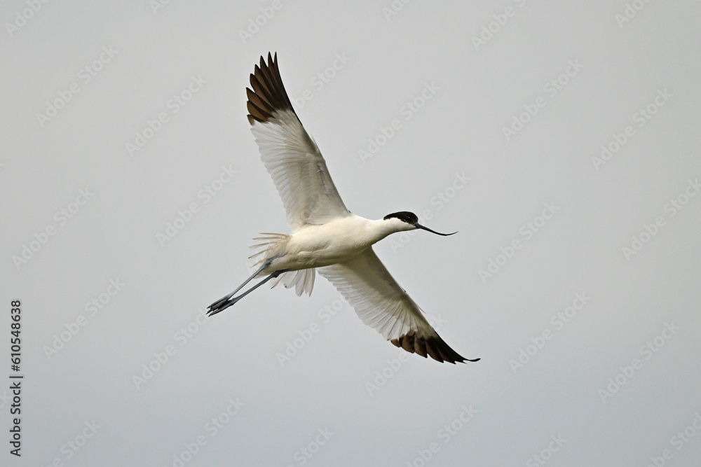 Pied avocet // Säbelschnäbler (Recurvirostra avosetta) 