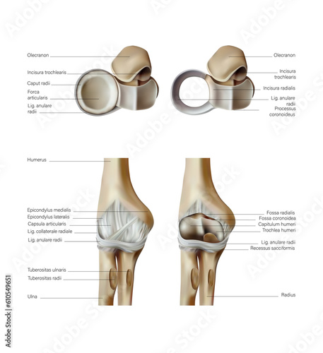 Anatomy and structure of the elbow joints. 3D illustration