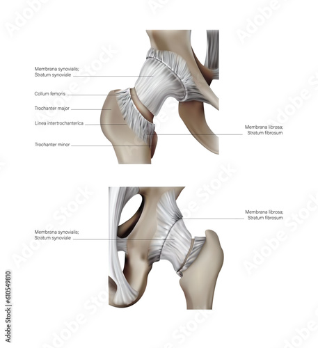 Anatomy and structure of the femur. Vector 3D illustration