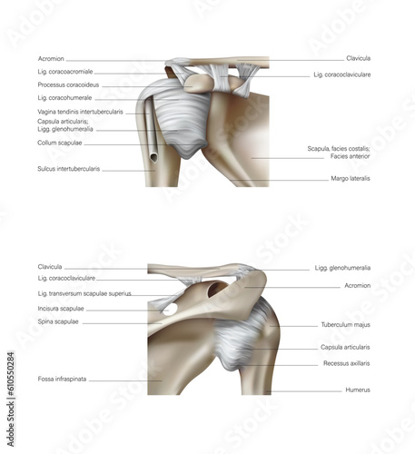 The structure of the shoulder bones and ligaments. 3D illustration