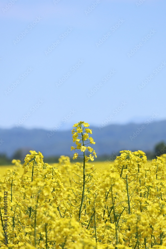 Obraz premium 北海道勇払郡安平町の菜の花畑