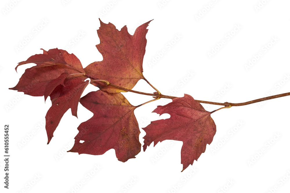 autumn twig with leaves isolated,twig with red leaves on a white background, viburnum leaves autumn twig with leaves isolated,twig with red leaves on a white background, viburnum leaves