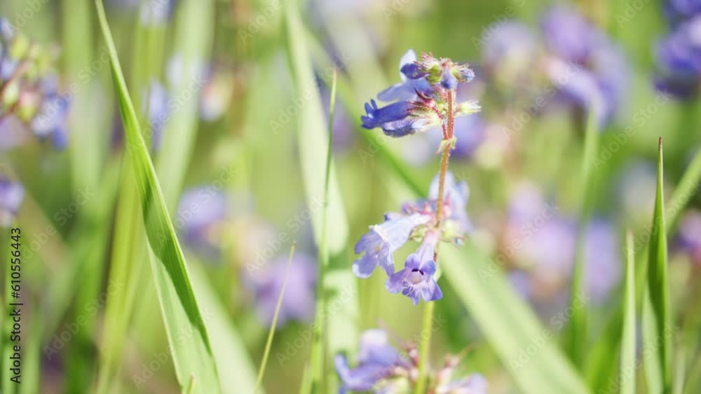 Purple flowers in a large grassy field during spring Purple flowers in a large grassy field during spring