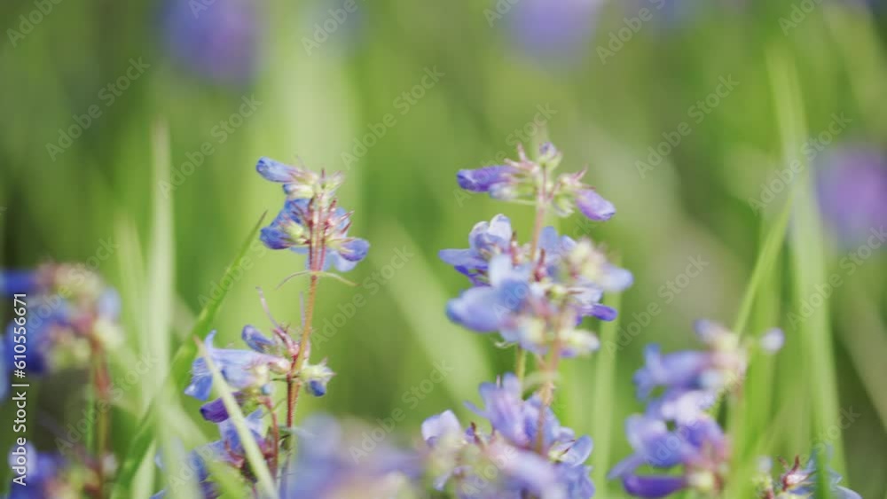 purple and blue spring flowers bloom in the green open field purple and blue spring flowers bloom in the green open field