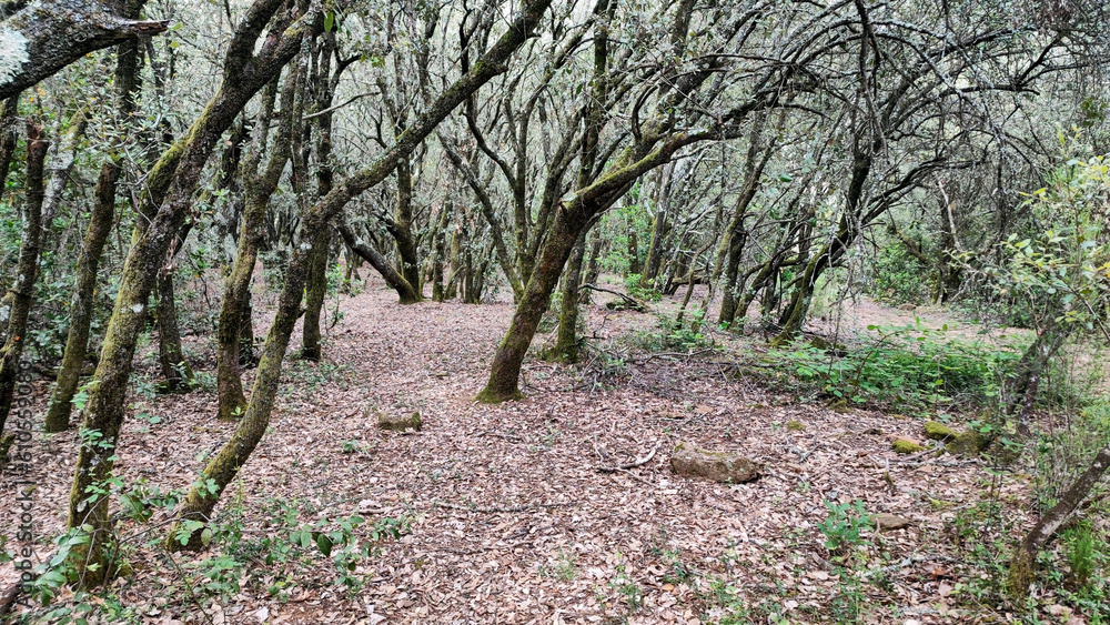Crooked trees in the dark forest Crooked trees in the dark forest