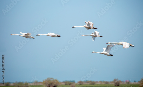 Flying swans in the blue sky. Waterfowl at the nesting site. A flock of swans walks on a blue lake.