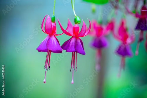 Fuchsia flowers bloom in the sunshine like beautiful little lanterns lighting the garden. Flower originating from South America and New Zealand