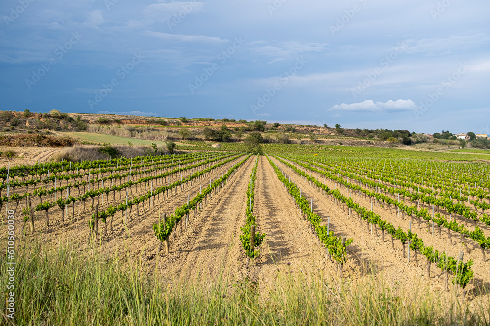 Landscape of vineyards in a sunset with rain storm in the area of denomination of origin of Penedes in the province of Barcelona in Spain Landscape of vineyards in a sunset with rain storm in the area of denomination of origin of Penedes in the province of Barcelona in Spain