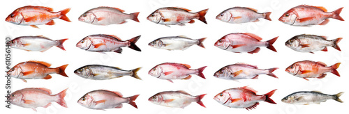 set of isolated illustrations of different fresh fish. Created with Generative AI