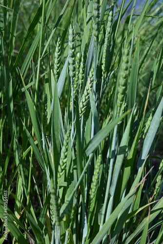 green ears of wheat, green ear of wheat, macro wheat field, Juicy fern spring crops, ear of wheat, succulent green cereal plants in the field, tender green meadow spikelets, grass texture background