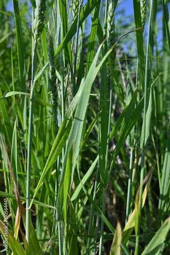 green ears of wheat, green ear of wheat, macro wheat field, Juicy fern spring crops, ear of wheat, succulent green cereal plants in the field, tender green meadow spikelets, grass texture background