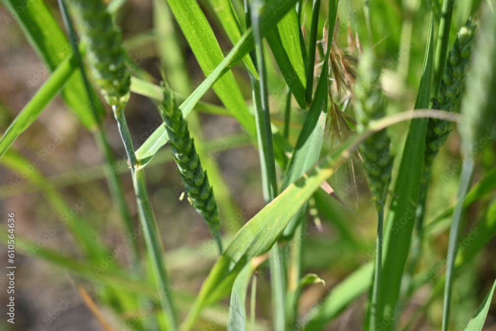 green ears of wheat,
green ear of wheat, macro wheat field, Juicy fern spring crops, ear of wheat, succulent green cereal plants in the field, tender green meadow spikelets, grass texture background green ears of wheat,
green ear of wheat, macro wheat field, Juicy fern spring crops, ear of wheat, succulent green cereal plants in the field, tender green meadow spikelets, grass texture background