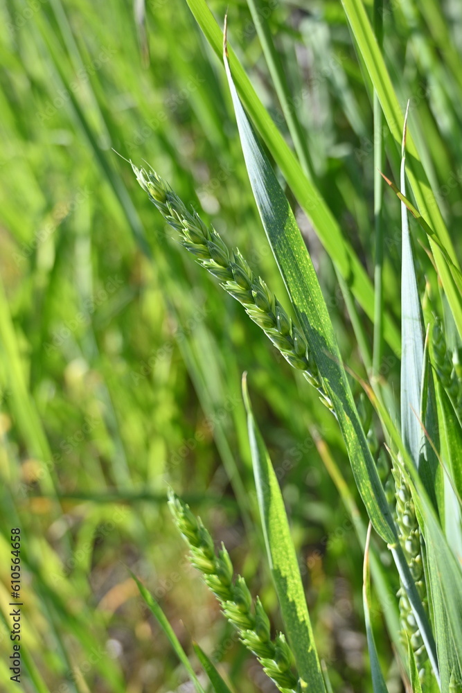green ears of wheat,
green ear of wheat, macro wheat field, Juicy fern spring crops, ear of wheat, succulent green cereal plants in the field, tender green meadow spikelets, grass texture background green ears of wheat,
green ear of wheat, macro wheat field, Juicy fern spring crops, ear of wheat, succulent green cereal plants in the field, tender green meadow spikelets, grass texture background