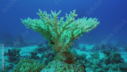 Bleached Hard Table Coral Acropora, Slow motion. Bleaching and death of corals from excessive seawater heating due to climate change and global warming. Decolored corals in Red Sea photo