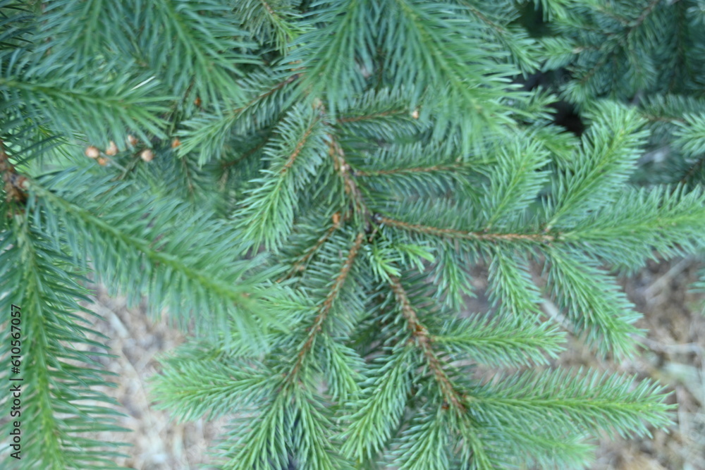 short needles of a coniferous tree close-up on a green background, texture of needles of a Christmas tree close-up, blue pine branches, texture of pine needles, green branches of a pine tree close-up