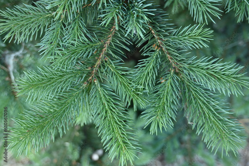 short needles of a coniferous tree close-up on a green background, texture of needles of a Christmas tree close-up, blue pine branches, texture of pine needles, green branches of a pine tree close-up