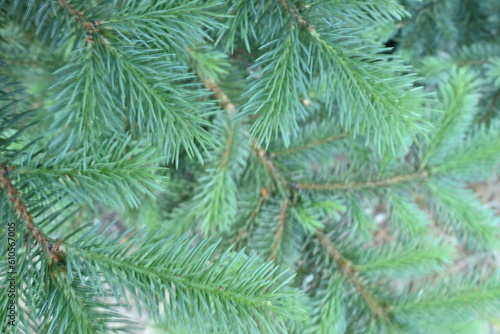 short needles of a coniferous tree close-up on a green background  texture of needles of a Christmas tree close-up  blue pine branches  texture of pine needles  green branches of a pine tree close-up