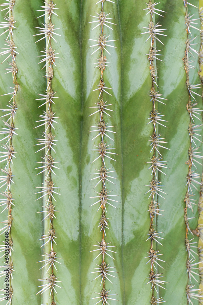 Natural green background - striped ribbed cactus with needles Natural green background - striped ribbed cactus with needles
