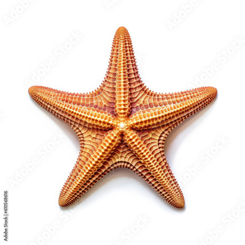 Beautiful Starfish Shell with star-like shape on white