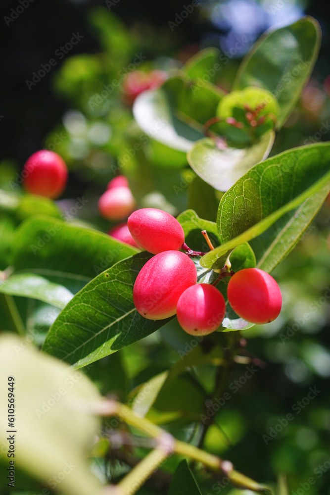 Tropical fruit, Carandas-plum blossom fruit on tree Tropical fruit, Carandas-plum blossom fruit on tree