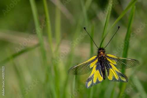 Libelloides coccajus on grass. owly sulphur in spring. photo