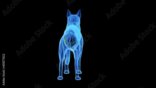 Animation of a dog's lymphatic system photo