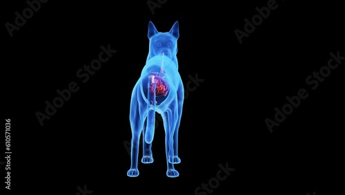 Animation of a dog's internal organs photo