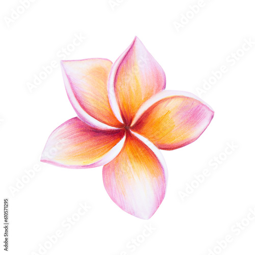 Watercolor realistic tropical illustration of plumeria flowers with leaves isolated on white background. Beautiful botanical hand painted frangipani. For 