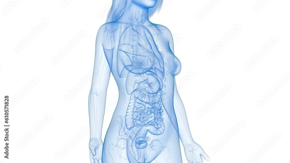 Animation of a growing stomach tumour Animation of a growing stomach tumour