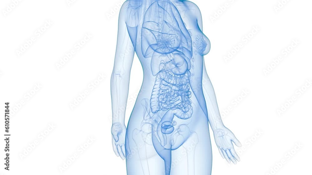 Animation of a growing uterus tumour Animation of a growing uterus tumour
