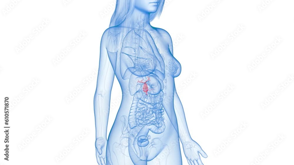 Animation of an inflamed gallbladder Animation of an inflamed gallbladder