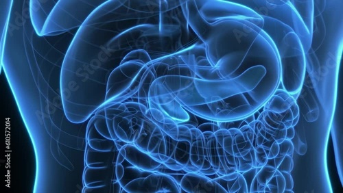 Animation of hormones produced by the pancreas