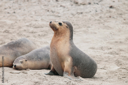 baby seals at the beach, sea lions on kangaroo island australia