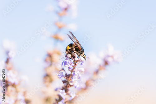 Honey bee collecting pollen from purple flowers.
