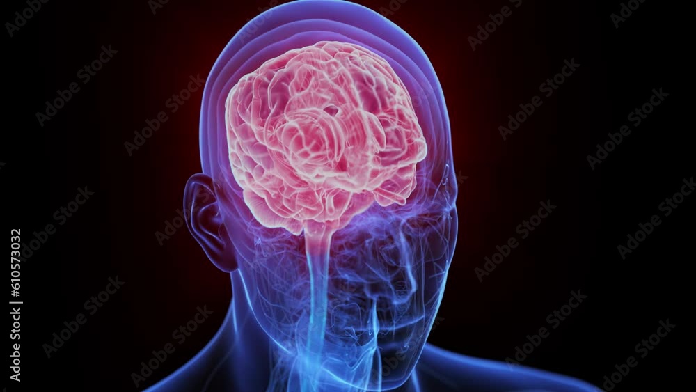 Animation of the human brain