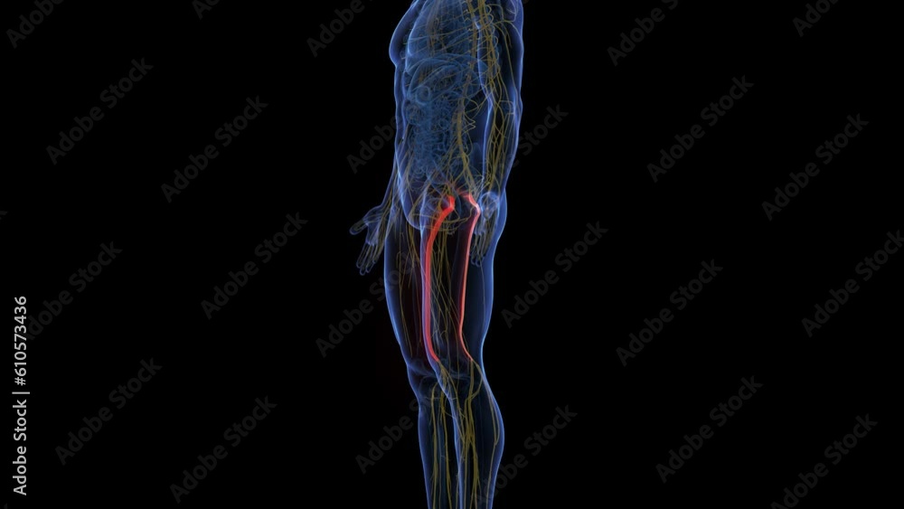 Animation of the sciatic nerves Animation of the sciatic nerves