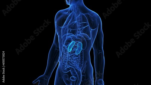 Animation of the kidneys photo