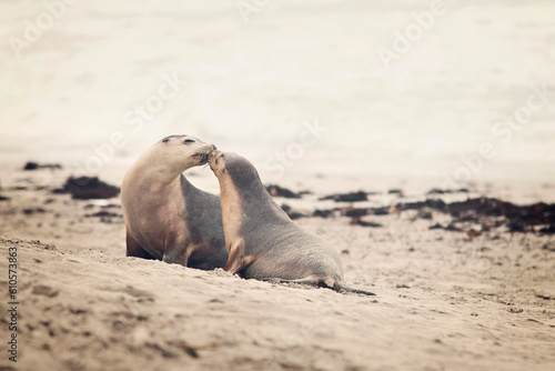 seals kissing each other at the beach, sea lions in love kangaroo island australia