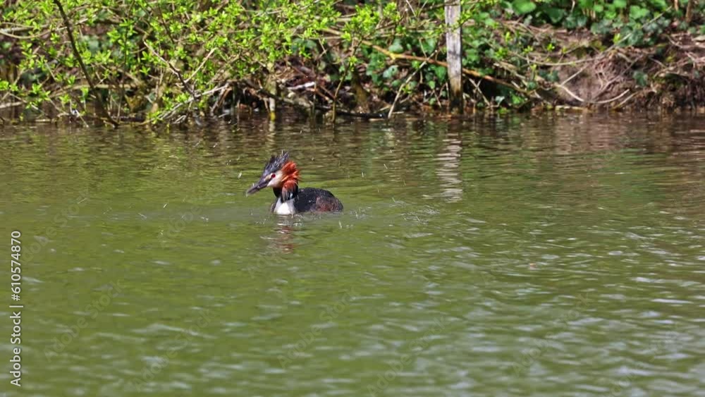 Great Crested Grebe, Podiceps cristatus has caught a fish. Bird with beautiful orange colors, a water bird with red eyes. It is the largest member of the grebe family found in the Old World. Great Crested Grebe, Podiceps cristatus has caught a fish. Bird with beautiful orange colors, a water bird with red eyes. It is the largest member of the grebe family found in the Old World.