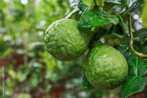 Close-up fresh Bergamot fruit on bergamot tree with green natural background.